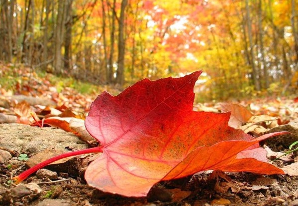 ZELTA RUDENS.